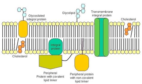 integral proteins vs transmembrane proteins